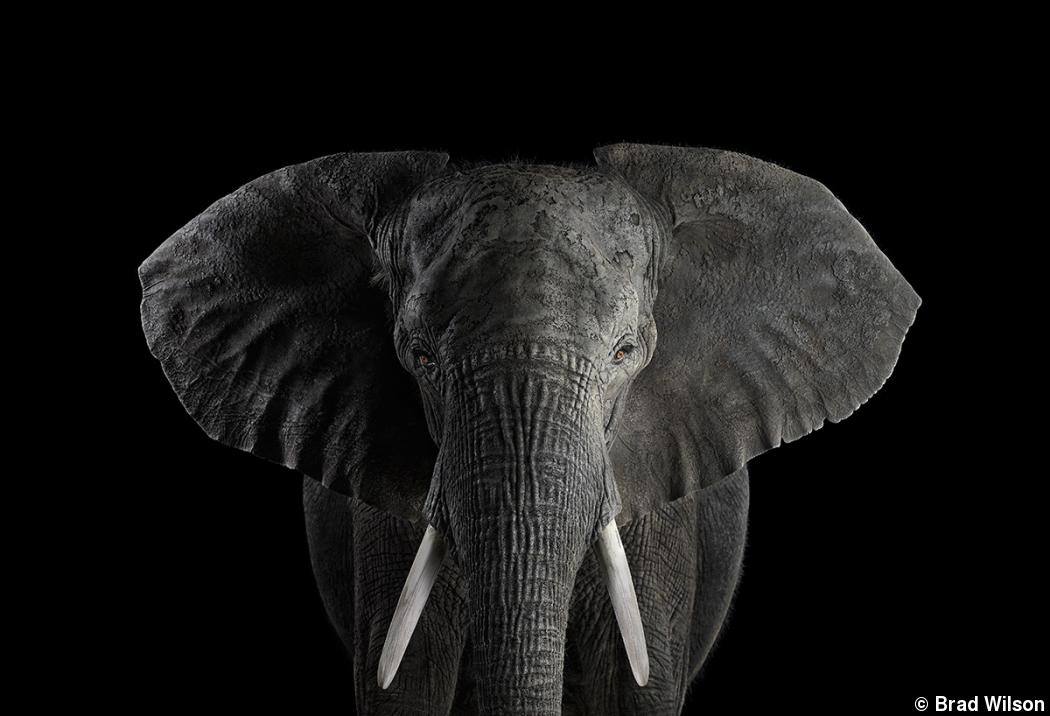Wild thing: Photographing captive animals in studio Wild thing: Photographing captive animals in studio