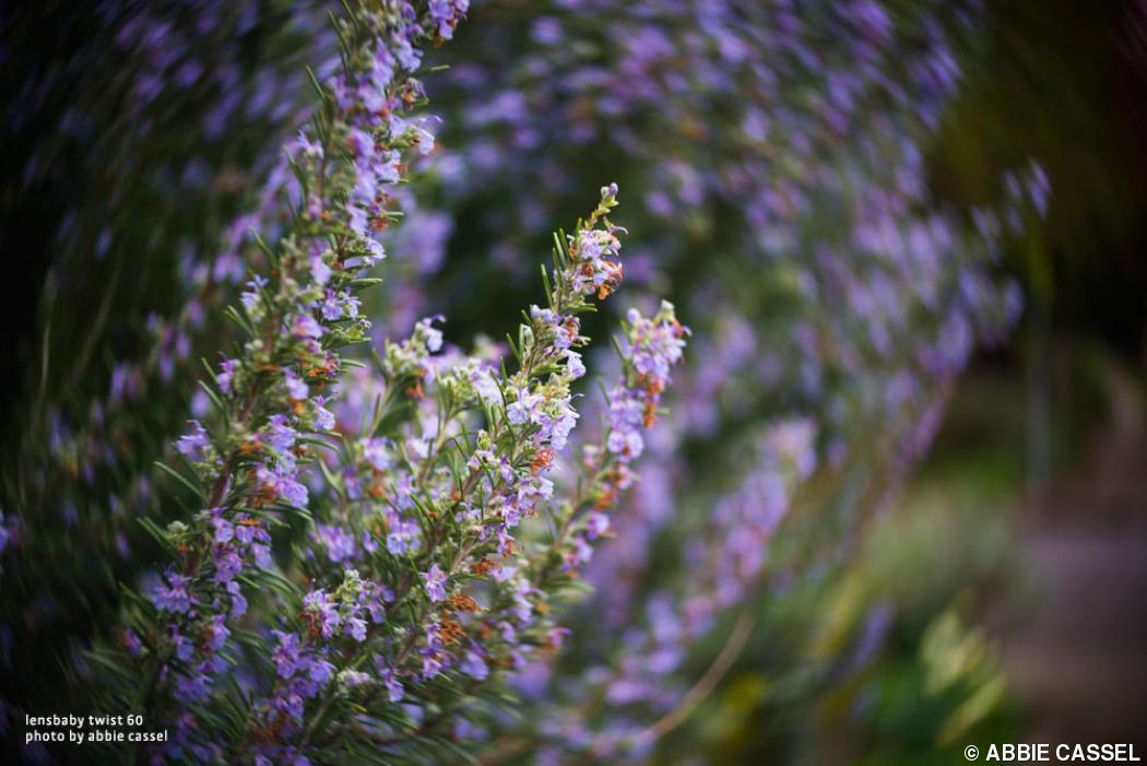 Lensbaby Announces Twist 60 Lensbaby Announces Twist 60