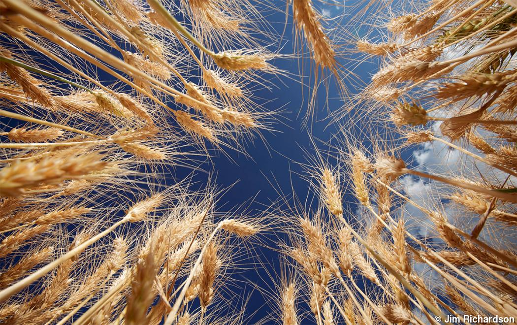 The seeds that could save humanity The seeds that could save humanity