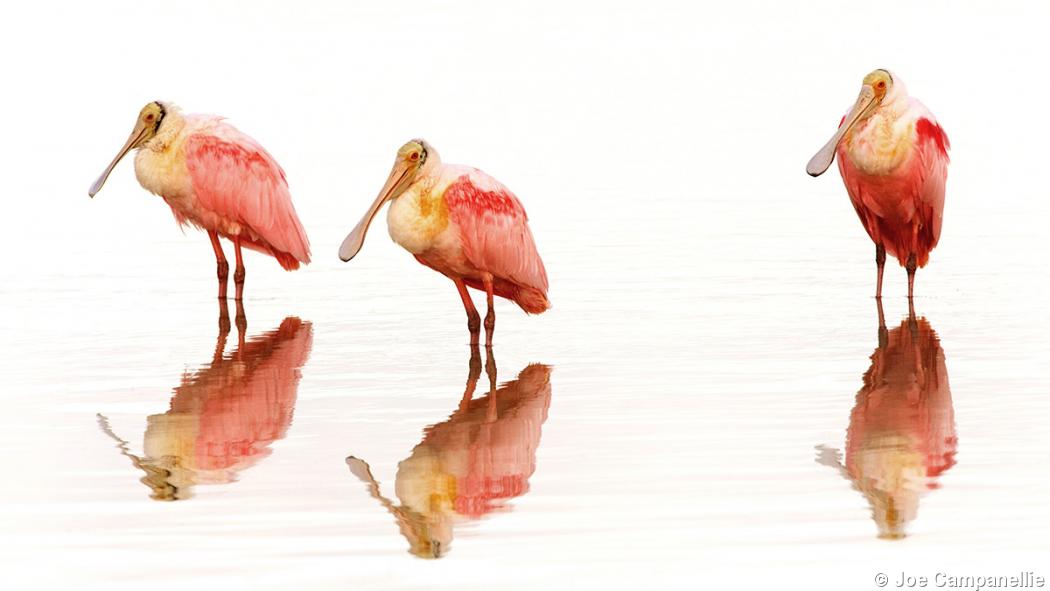 Bird by bird: 5 tips for the avian photographer Bird by bird: 5 tips for the avian photographer