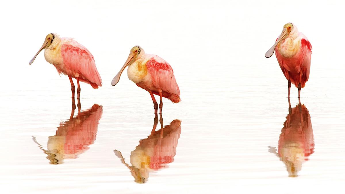 avian specialty stores