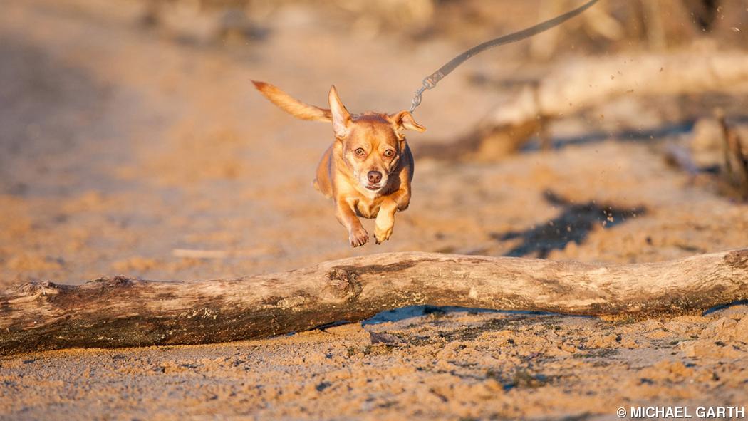 Tutorial: Off-leash (not really) Tutorial: Off-leash (not really)