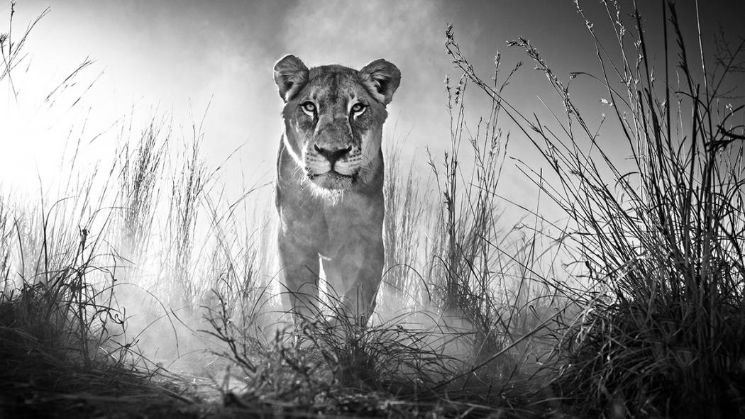 Safari photography tips Safari photography tips