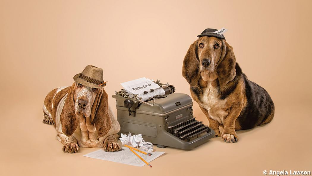 5 pet photography tips 5 pet photography tips