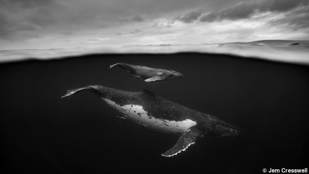 Whale photographs with emotional impact Whale photographs with emotional impact