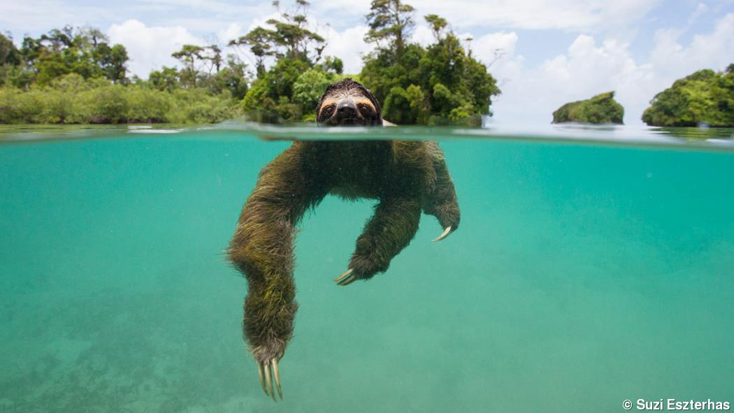 New photo book of sloths melts hearts, educates New photo book of sloths melts hearts, educates