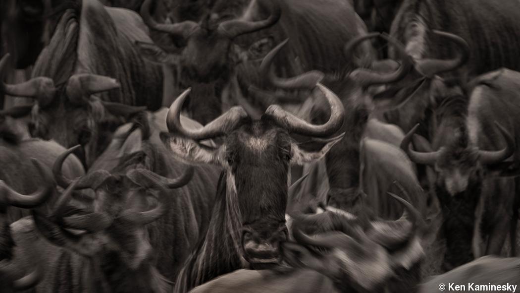 Ken Kaminesky photographs the great migration Ken Kaminesky photographs the great migration