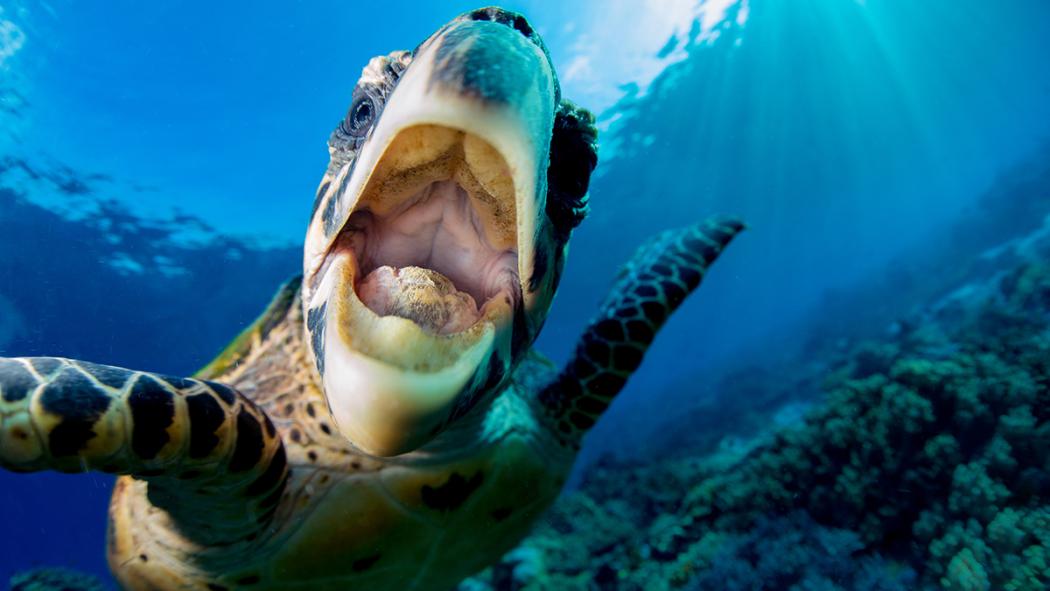 How to light photographs underwater How to light photographs underwater