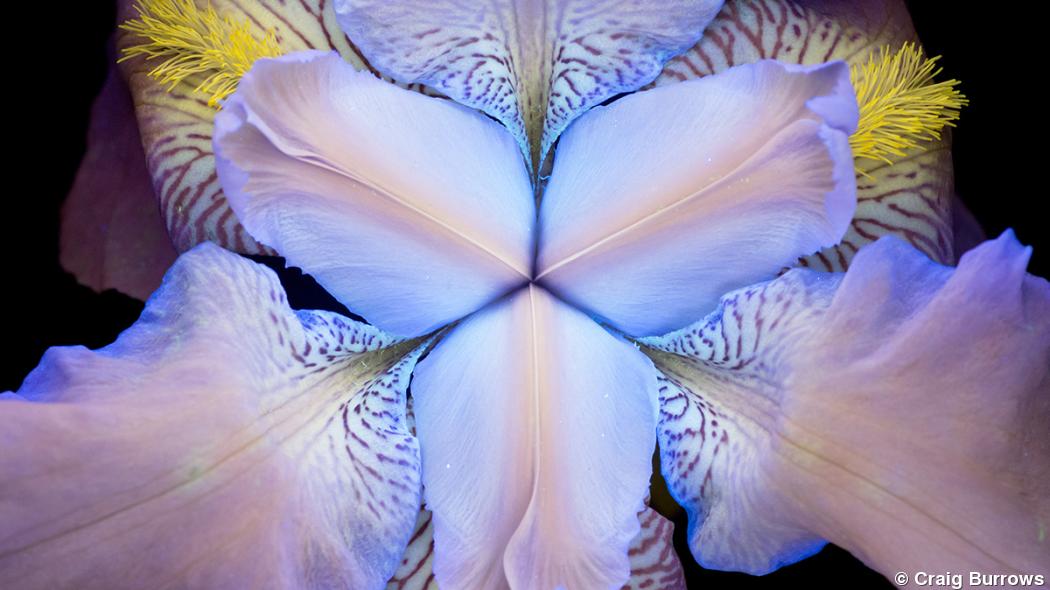 Craig Burrows uses UV light to create fluorescent flowers series Craig Burrows uses UV light to create fluorescent flowers series