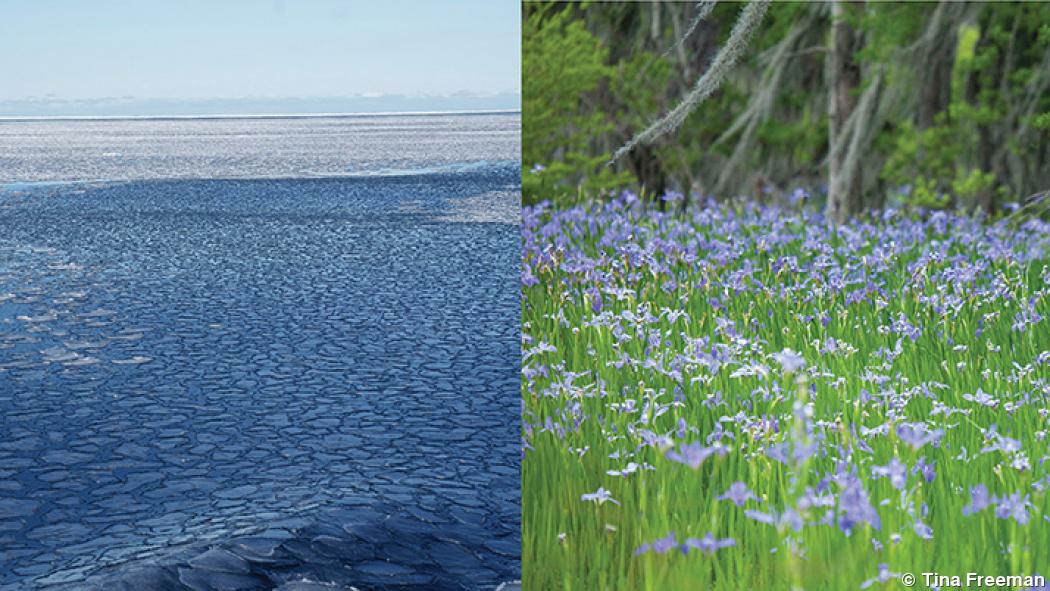 Tina Freeman’s photo series connects glaciers with wetlands Tina Freeman’s photo series connects glaciers with wetlands