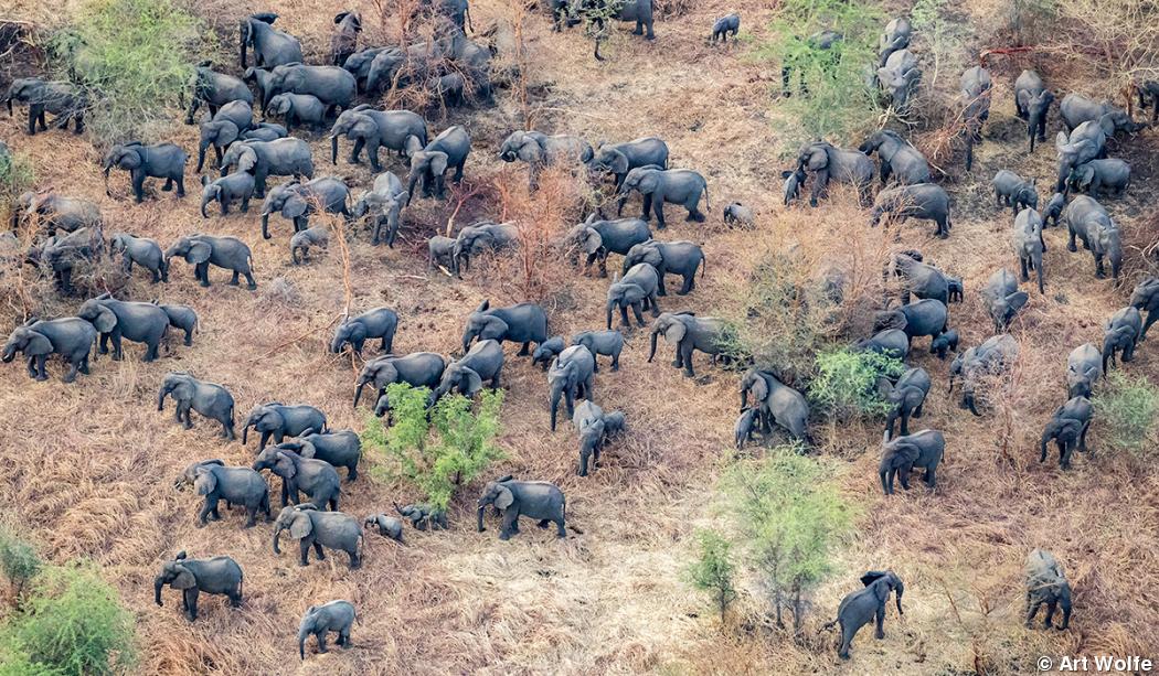 Art Wolfe photographs megaherd of elephants Art Wolfe photographs megaherd of elephants