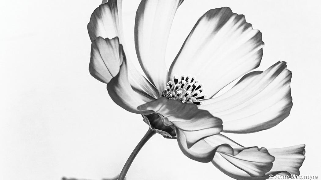 Top Winners in Garden Photo Competition Top Winners in Garden Photo Competition