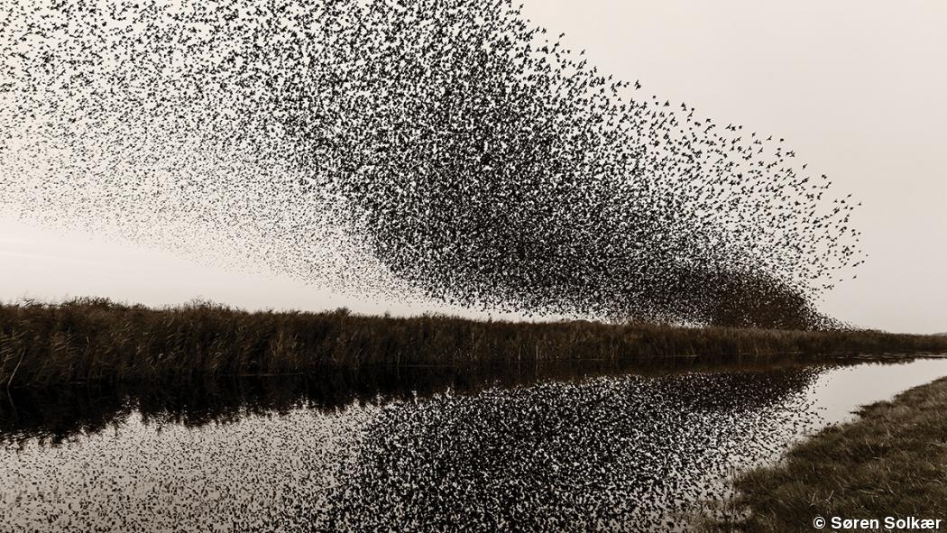 Murmuration: Søren Solkær’s Starlings at Sunset Murmuration: Søren Solkær’s Starlings at Sunset