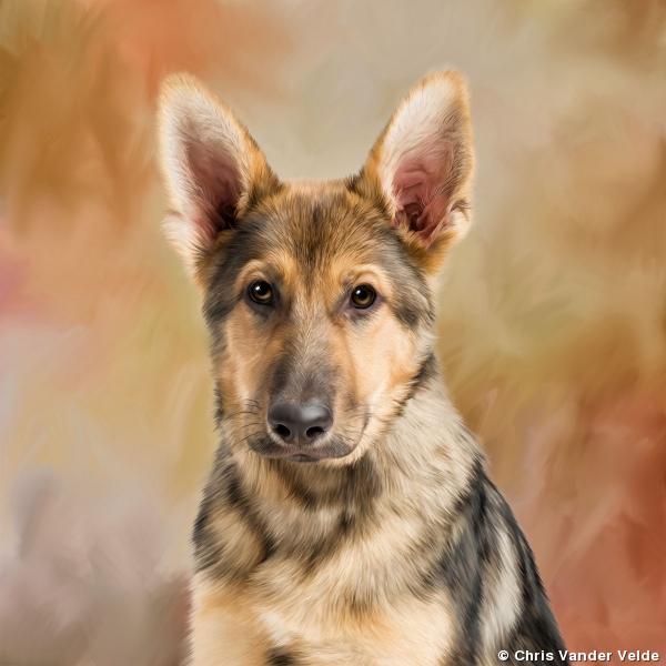 Cop Dog