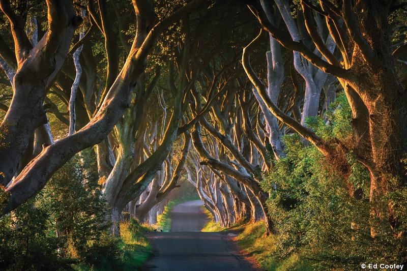 Enchanted