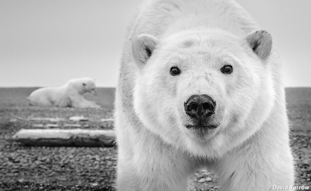 Photo gallery: David Yarrow’s animal encounters Photo gallery: David Yarrow’s animal encounters