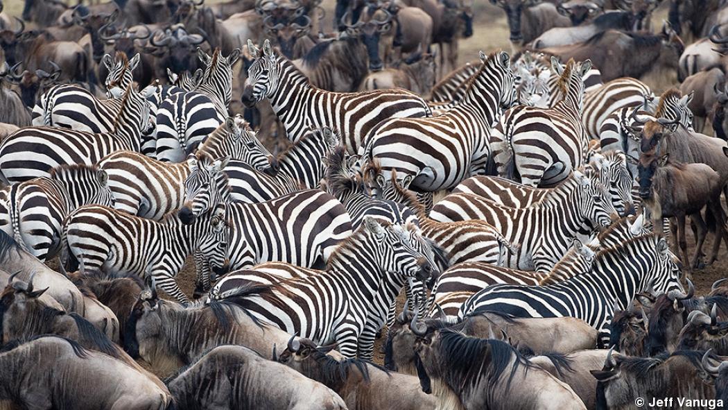 Photo Gallery: Jeff Vanuga’s Moving Wildlife Photography Photo Gallery: Jeff Vanuga’s Moving Wildlife Photography