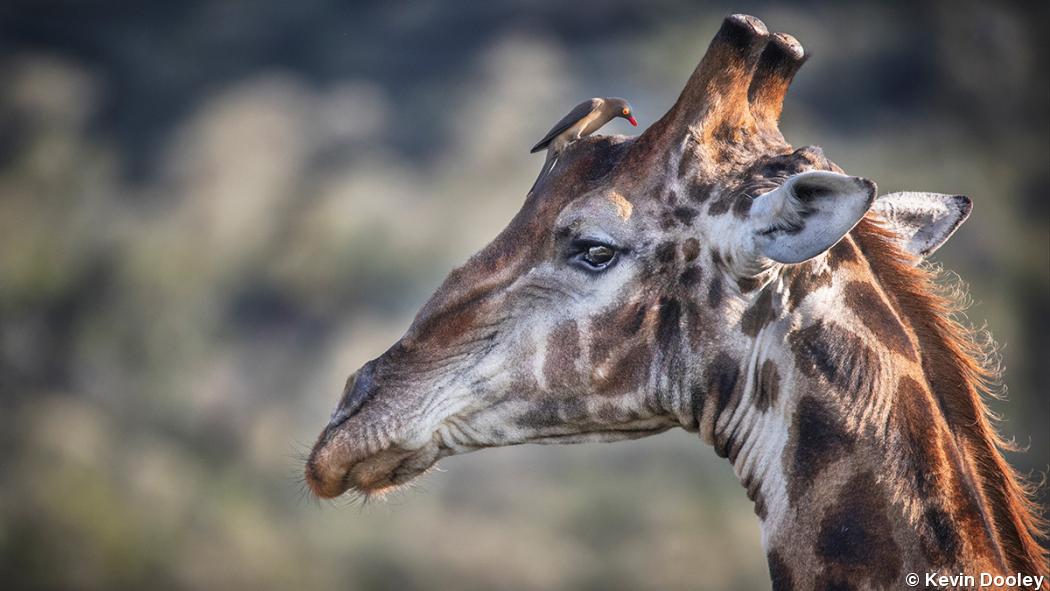 Photo Gallery: Kevin Dooley’s Exotic Wildlife Photo Gallery: Kevin Dooley’s Exotic Wildlife