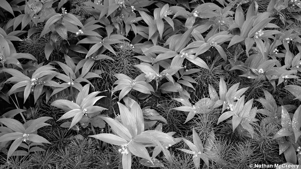 Photo Gallery: Nathan McCreery’s Black-and-white Landscapes Photo Gallery: Nathan McCreery’s Black-and-white Landscapes
