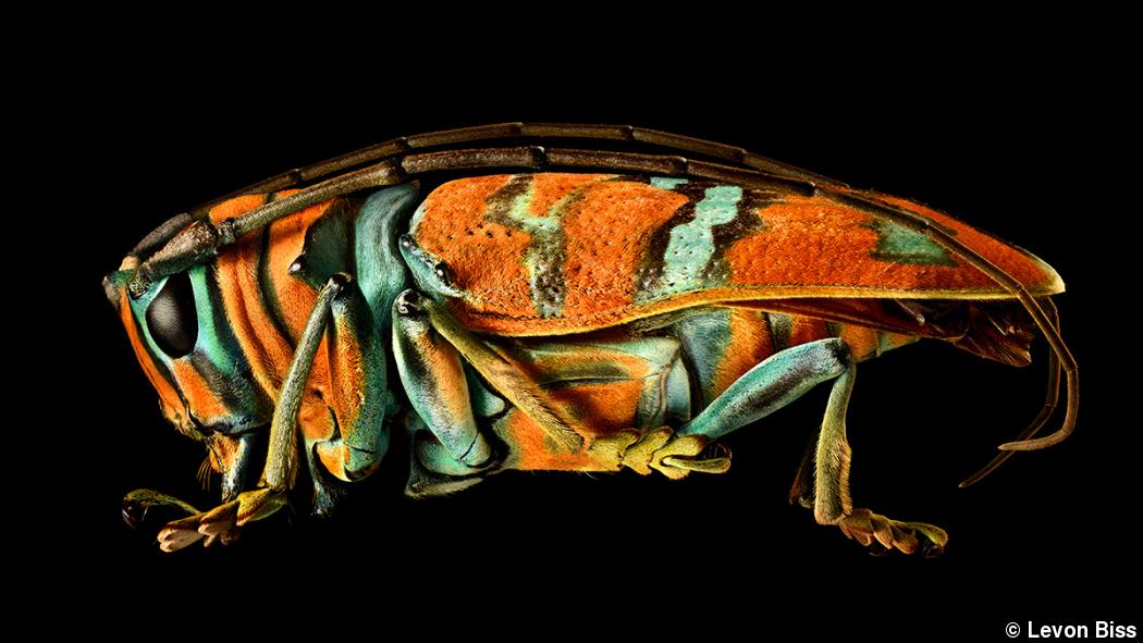 A project with legs: Levon Biss’ larger-than-life bug portraits A project with legs: Levon Biss’ larger-than-life bug portraits