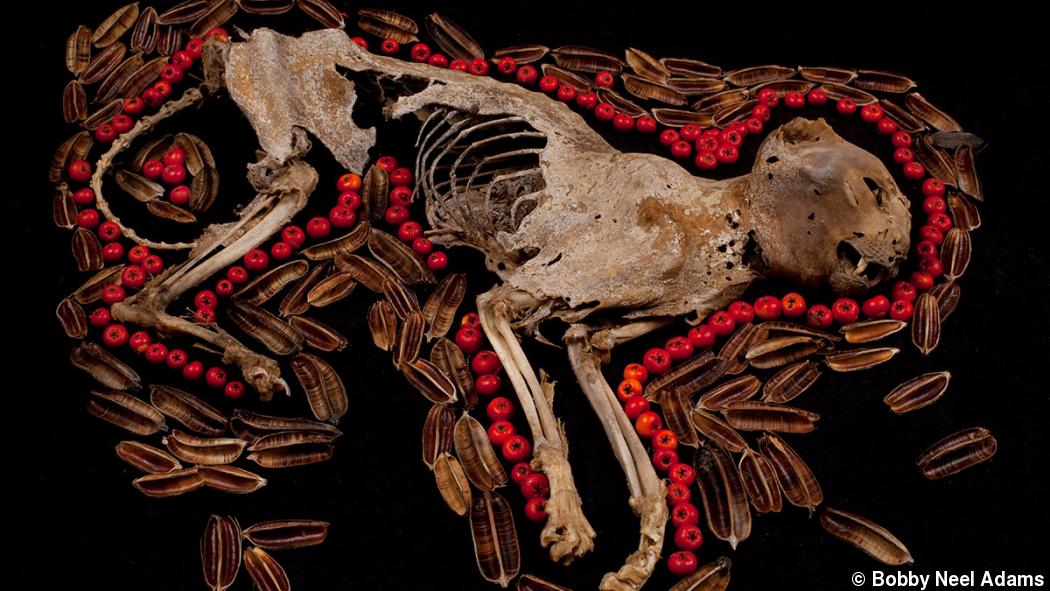 Artful decay: Bobby Neel Adams’ photography in mourning Artful decay: Bobby Neel Adams’ photography in mourning
