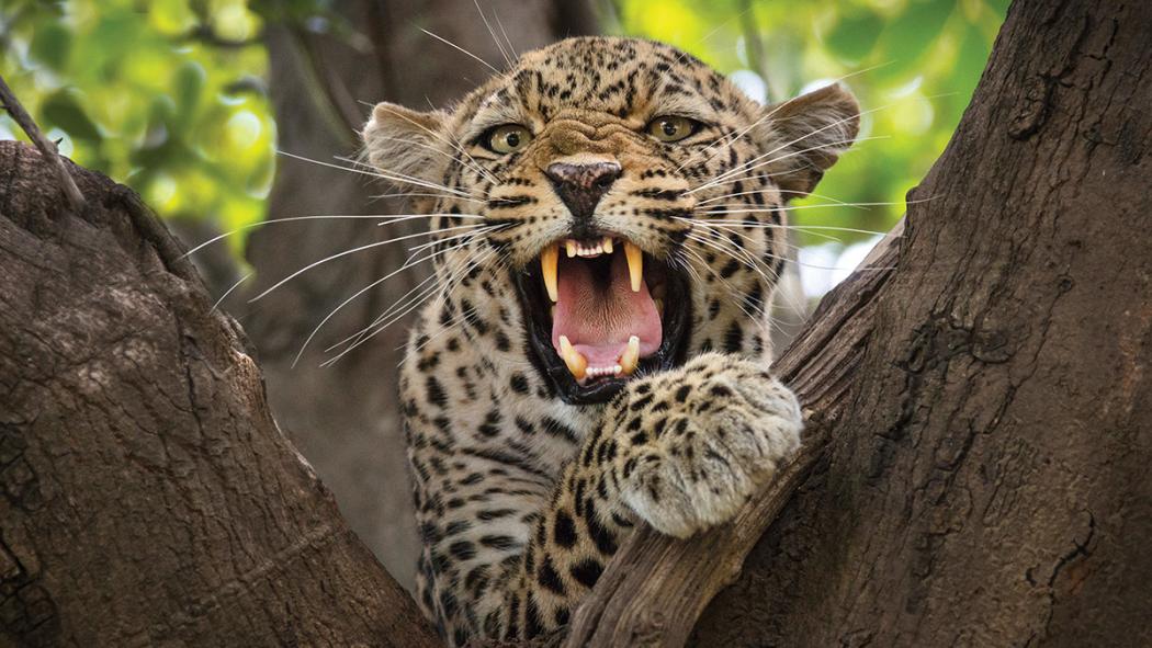 Fulfilling a Lifelong Dream of Wildlife Photography Fulfilling a Lifelong Dream of Wildlife Photography