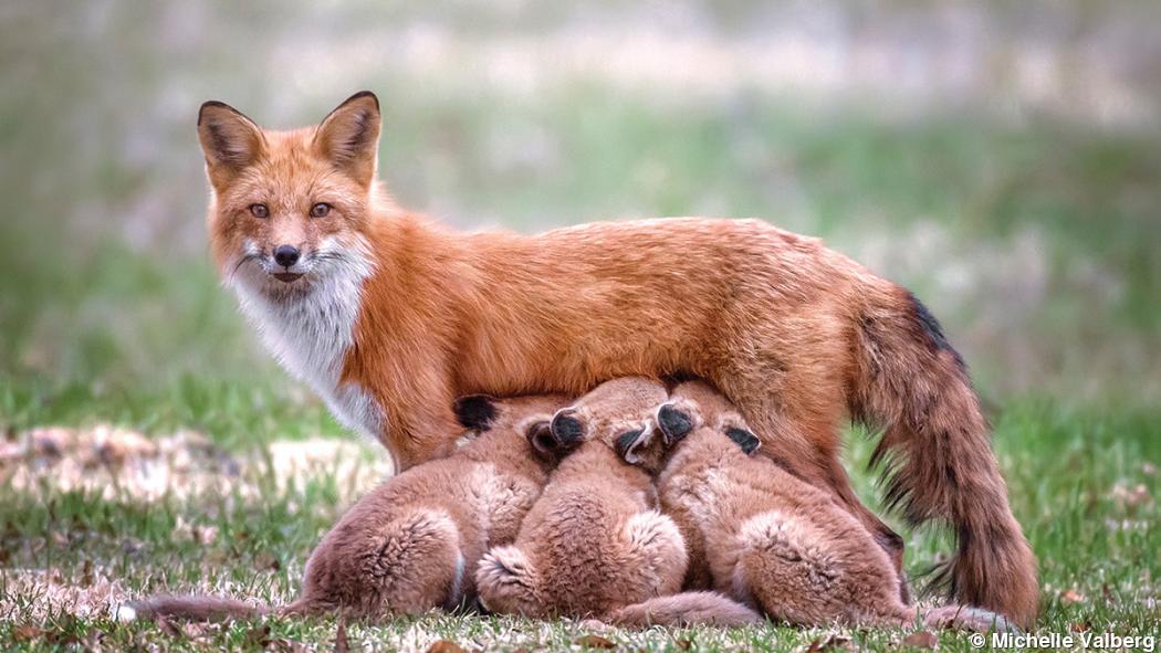 Michelle Valberg Answers the Call of the Wild Michelle Valberg Answers the Call of the Wild