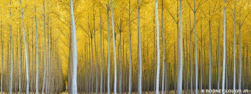 2017 Gia Awards Landscape Nature Professional