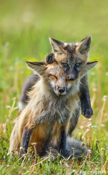 Foxy Lady