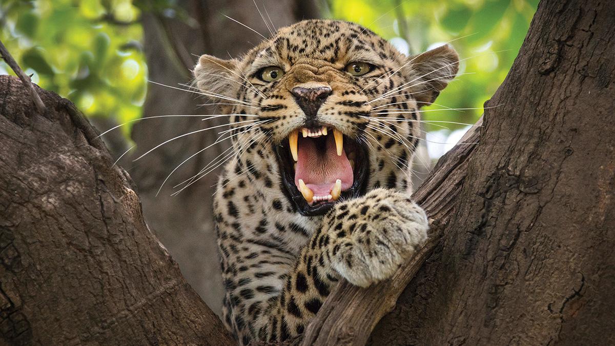 Fulfilling a Lifelong Dream of Wildlife Photography Professional